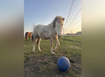 Pony Islandese, Stallone, 1 Anno, 123 cm, Perlino