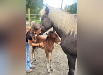 Pony Islandese, Stallone, 1 Anno, 137 cm, Baio