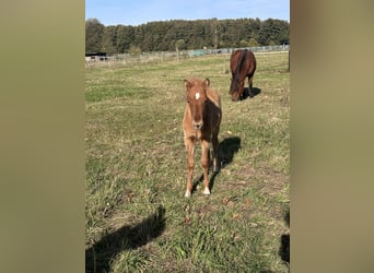 Pony Islandese, Stallone, 1 Anno, 138 cm, Roano rosso