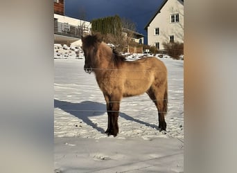 Pony Islandese, Stallone, 1 Anno, 139 cm