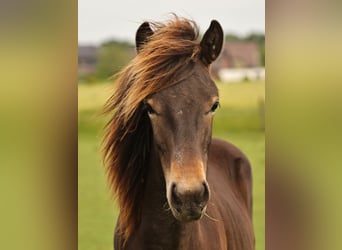 Pony Islandese, Stallone, 1 Anno, 140 cm, Baio scuro