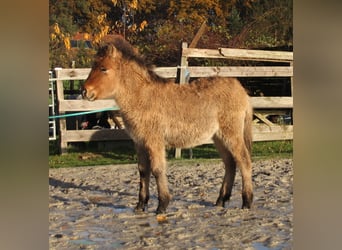 Pony Islandese, Stallone, 1 Anno, 140 cm, Falbo