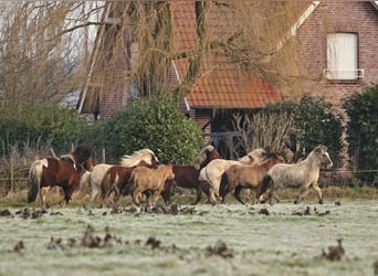 Pony Islandese, Stallone, 1 Anno, 140 cm, Falbo