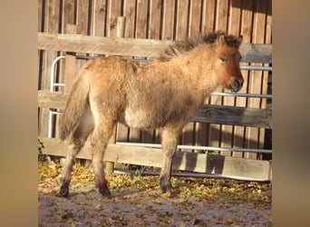 Pony Islandese, Stallone, 1 Anno, 140 cm, Falbo