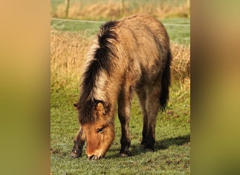 Pony Islandese, Stallone, 1 Anno, 140 cm, Falbo