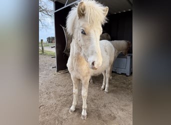 Pony Islandese, Stallone, 1 Anno, 140 cm, Pezzato