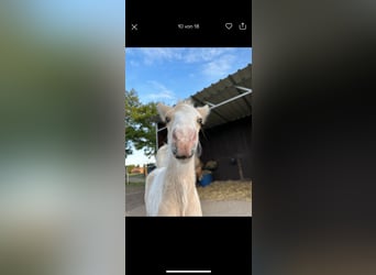 Pony Islandese, Stallone, 1 Anno, 140 cm, Pezzato