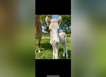 Pony Islandese, Stallone, 1 Anno, 140 cm, Pezzato