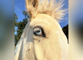 Pony Islandese, Stallone, 1 Anno, 140 cm, Pezzato