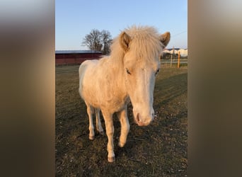 Pony Islandese, Stallone, 1 Anno, 140 cm, Pezzato