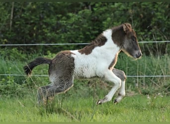 Pony Islandese, Stallone, 1 Anno, 140 cm, Pezzato