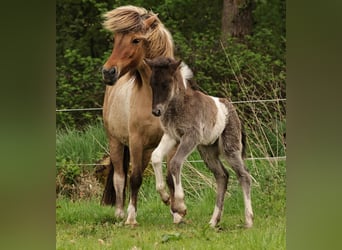 Pony Islandese, Stallone, 1 Anno, 140 cm, Pezzato