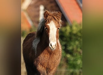Pony Islandese, Stallone, 1 Anno, 140 cm, Pezzato