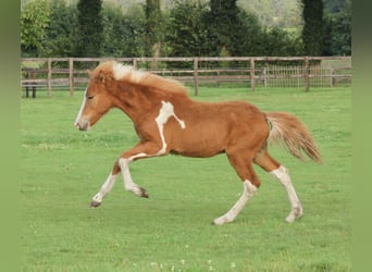 Pony Islandese, Stallone, 1 Anno, 140 cm, Pezzato