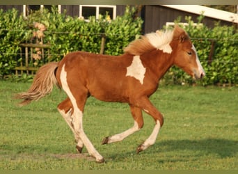 Pony Islandese, Stallone, 1 Anno, 140 cm, Pezzato