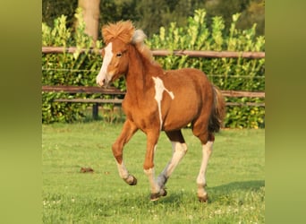 Pony Islandese, Stallone, 1 Anno, 140 cm, Pezzato