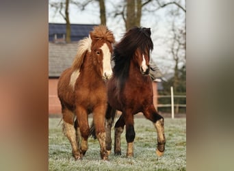 Pony Islandese, Stallone, 1 Anno, 140 cm, Pezzato