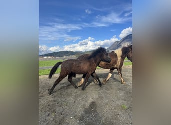 Pony Islandese, Stallone, 1 Anno, 141 cm, Grigio ferro