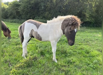 Pony Islandese, Stallone, 1 Anno, 144 cm, Pezzato