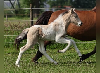 Pony Islandese, Stallone, 1 Anno, 145 cm, Pezzato