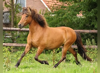 Pony Islandese, Stallone, 1 Anno, 145 cm, Pezzato