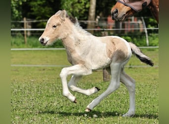 Pony Islandese, Stallone, 1 Anno, 145 cm, Pezzato