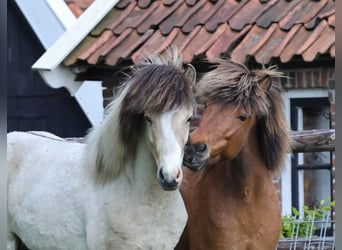 Pony Islandese, Stallone, 1 Anno, 145 cm, Pezzato