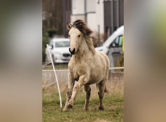 Pony Islandese, Stallone, 1 Anno, 145 cm, Pezzato