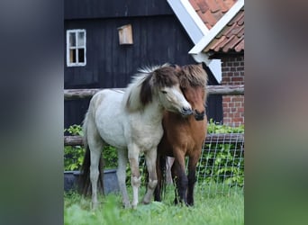 Pony Islandese, Stallone, 1 Anno, 145 cm, Pezzato