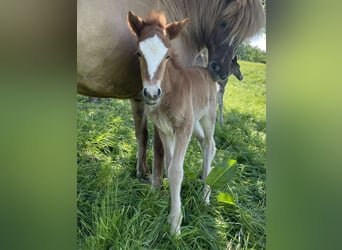 Pony Islandese, Stallone, 1 Anno, 145 cm, Sauro