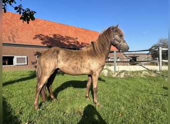 Pony Islandese, Stallone, 1 Anno, 147 cm
