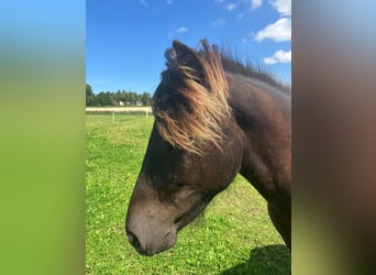 Pony Islandese, Stallone, 1 Anno, Baio nero