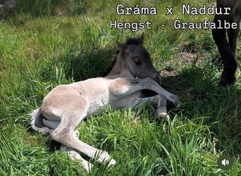 Pony Islandese, Stallone, 1 Anno