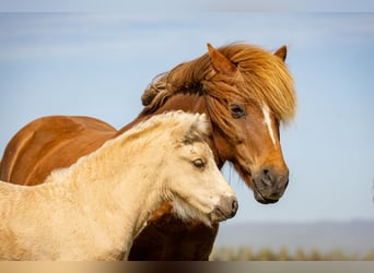 Pony Islandese, Stallone, 1 Anno, Palomino