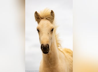 Pony Islandese, Stallone, 1 Anno, Palomino