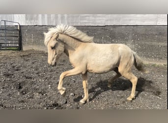 Pony Islandese, Stallone, 1 Anno, Palomino