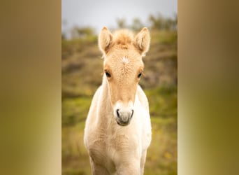 Pony Islandese, Stallone, 1 Anno, Red dun