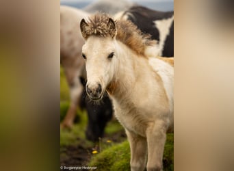 Pony Islandese, Stallone, 1 Anno, Tobiano-tutti i colori