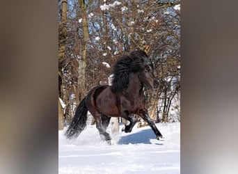Pony Islandese, Stallone, 20 Anni, Morello