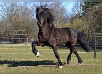 Pony Islandese, Stallone, 20 Anni, Morello