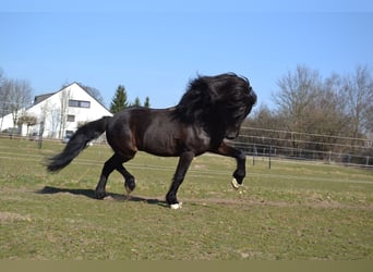 Pony Islandese, Stallone, 22 Anni, Morello
