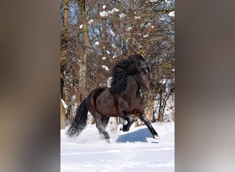 Pony Islandese, Stallone, 22 Anni, Morello