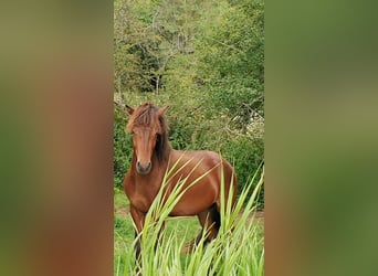 Pony Islandese, Stallone, 2 Anni, 138 cm, Baio