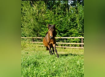 Pony Islandese, Stallone, 2 Anni, 138 cm, Baio chiaro
