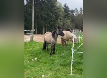 Pony Islandese, Stallone, 2 Anni, 139 cm, Falbo