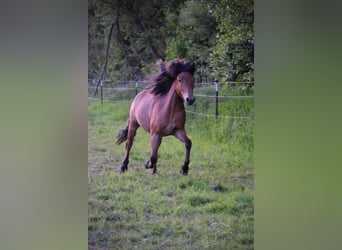 Pony Islandese, Stallone, 2 Anni, 140 cm, Baio