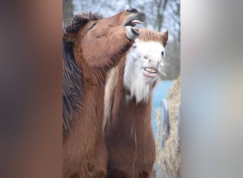 Pony Islandese, Stallone, 2 Anni, 140 cm, Baio