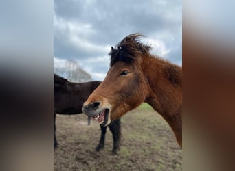 Pony Islandese, Stallone, 2 Anni, 140 cm, Baio