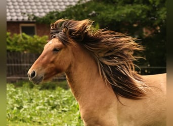 Pony Islandese, Stallone, 2 Anni, 140 cm, Falbo