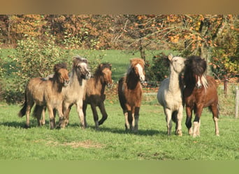 Pony Islandese, Stallone, 2 Anni, 140 cm, Falbo